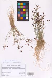 Juncus articulatus L., Eastern Europe, Central forest region (E5) (Russia)