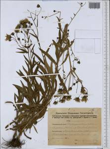 Hieracium umbellatum L., Eastern Europe, Eastern region (E10) (Russia)