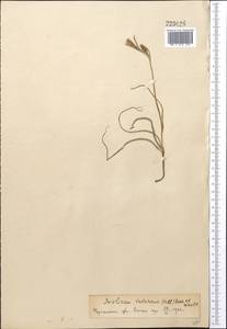 Ixiolirion tataricum (Pall.) Schult. & Schult.f., Middle Asia, Pamir & Pamiro-Alai (M2)