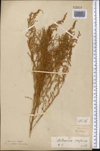 Artemisia scoparia Waldst. & Kit., Middle Asia, Northern & Central Kazakhstan (M10) (Kazakhstan)