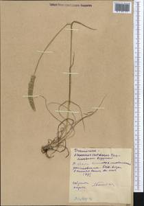 Alopecurus arundinaceus Poir., Middle Asia, Western Tian Shan & Karatau (M3) (Kyrgyzstan)