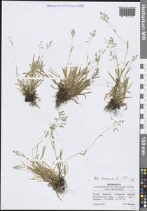Poa annua L., Eastern Europe, Middle Volga region (E8) (Russia)