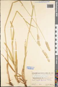 Alopecurus arundinaceus Poir., Eastern Europe, North Ukrainian region (E11) (Ukraine)