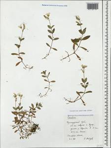 Cerastium polymorphum Rupr., Caucasus, Krasnodar Krai & Adygea (K1a) (Russia)