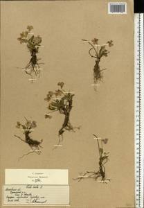 Viola hirta L., Eastern Europe, Moscow region (E4a) (Russia)