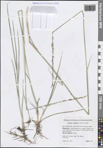 Leymus chinensis (Trin.) Tzvelev, Siberia, Baikal & Transbaikal region (S4) (Russia)