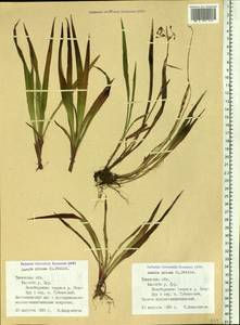 Luzula pilosa (L.) Willd., Siberia, Western Siberia (S1) (Russia)