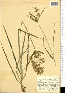 Cyperus esculentus L., Caucasus, Abkhazia (K4a) (Abkhazia)