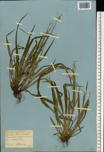 Luzula pilosa (L.) Willd., Eastern Europe, Moscow region (E4a) (Russia)