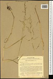 Catabrosa aquatica (L.) P.Beauv., Caucasus, Turkish Caucasus (NE Turkey) (K7) (Turkey)