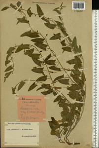 Convolvulus arvensis L., Eastern Europe, South Ukrainian region (E12) (Ukraine)