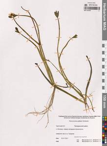 Coptidium pallasii (Schltdl.) Á.Löve & D.Löve, Siberia, Chukotka & Kamchatka (S7) (Russia)