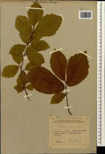 Parrotia persica (DC.) C.A.Mey., Caucasus, Azerbaijan (K6) (Azerbaijan)