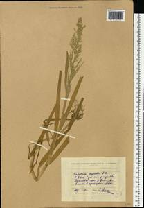 Catabrosa aquatica (L.) P.Beauv., Eastern Europe, North Ukrainian region (E11) (Ukraine)