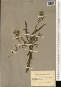 Lactuca tatarica (L.) C. A. Mey., South Asia, South Asia (Asia outside ex-Soviet states and Mongolia) (ASIA) (China)