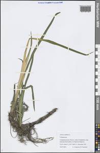 Acorus calamus L., Middle Asia, Pamir & Pamiro-Alai (M2) (Uzbekistan)