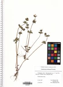 Lamium amplexicaule var. orientale (Pacz.) Mennema, Eastern Europe, Middle Volga region (E8) (Russia)