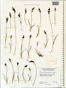 Carex transcaucasica T.V.Egorova, Caucasus, Stavropol Krai, Karachay-Cherkessia & Kabardino-Balkaria (K1b) (Russia)
