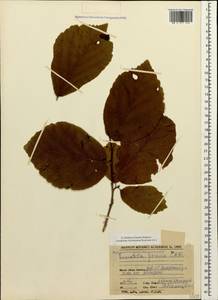 Parrotia persica (DC.) C.A.Mey., Caucasus, Azerbaijan (K6) (Azerbaijan)