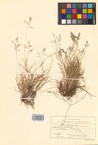 Poa annua L., Siberia, Russian Far East (S6) (Russia)