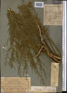 Artemisia scoparia Waldst. & Kit., Middle Asia, Pamir & Pamiro-Alai (M2) (Tajikistan)