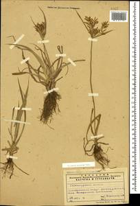 Cyperus esculentus L., Caucasus, Azerbaijan (K6) (Azerbaijan)