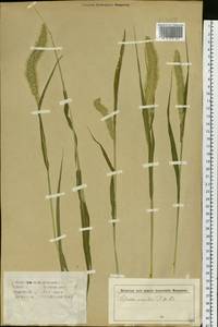 Setaria viridis (L.) P.Beauv., Siberia, Altai & Sayany Mountains (S2) (Russia)