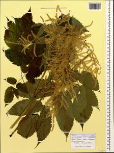 Aruncus dioicus var. kamtschaticus (Maxim.) Hara, Caucasus, Krasnodar Krai & Adygea (K1a) (Russia)