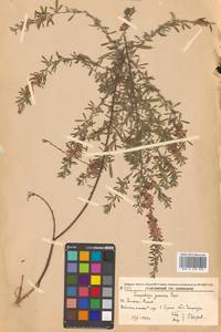 Lespedeza juncea (L.f.) Pers., Siberia, Russian Far East (S6) (Russia)