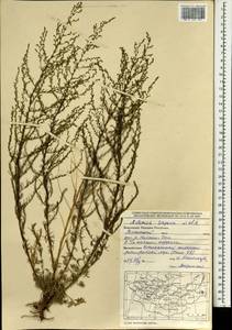 Artemisia scoparia Waldst. & Kit., Mongolia (MONG) (Mongolia)