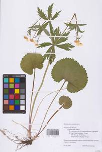 Ranunculus cassubicus L., Eastern Europe, Central region (E4) (Russia)