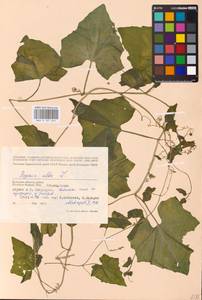 Bryonia alba L., Eastern Europe, Western region (E3) (Russia)