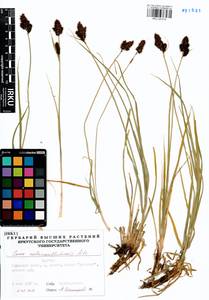 Carex melananthiformis Litv., Siberia, Baikal & Transbaikal region (S4) (Russia)