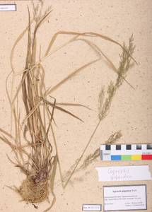 Agrostis gigantea Roth, Siberia, Altai & Sayany Mountains (S2) (Russia)