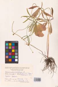 Ranunculus cassubicus L., Eastern Europe, Moldova (E13a) (Moldova)