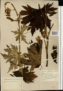 Aconitum septentrionale Koelle, Eastern Europe, North-Western region (E2) (Russia)