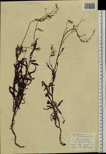 Lactuca tatarica (L.) C. A. Mey., Siberia, Russian Far East (S6) (Russia)