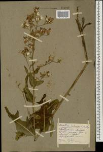 Lactuca tatarica (L.) C. A. Mey., Eastern Europe, Eastern region (E10) (Russia)