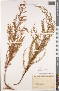 Artemisia scoparia Waldst. & Kit., Eastern Europe, North Ukrainian region (E11) (Ukraine)
