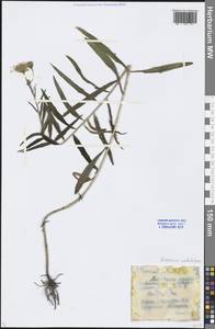 Hieracium umbellatum L., Eastern Europe, Moscow region (E4a) (Russia)
