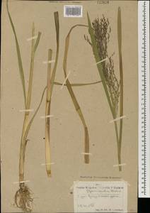 Glyceria lithuanica (Gorski) Gorski, Mongolia (MONG) (Mongolia)