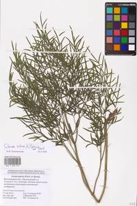 Silaum silaus (L.) Schinz & Thell., Eastern Europe, Lower Volga region (E9) (Russia)