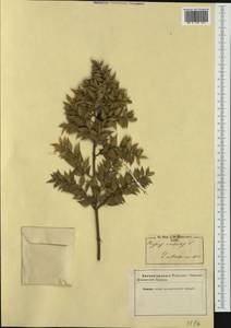 Ruscus aculeatus L., Western Europe (EUR) (Not classified)