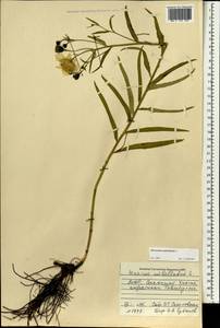 Hieracium umbellatum L., Mongolia (MONG) (Mongolia)