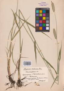 Alopecurus arundinaceus Poir., Eastern Europe, Lower Volga region (E9) (Russia)