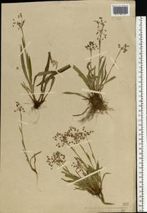 Luzula pilosa (L.) Willd., Eastern Europe, Central forest region (E5) (Russia)
