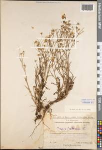 Crepis tectorum L., Eastern Europe, Eastern region (E10) (Russia)