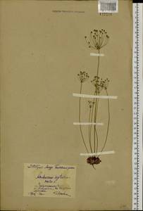 Androsace septentrionalis L., Siberia, Russian Far East (S6) (Russia)