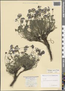 Oxytropis albana Steven, Caucasus, North Ossetia, Ingushetia & Chechnya (K1c) (Russia)