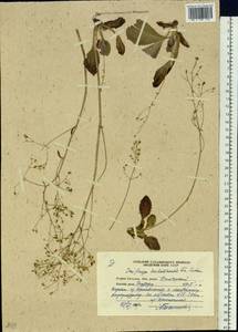 Micranthes sachalinensis (F.Schmidt) S.Akiyama & H.Ohba, Siberia, Russian Far East (S6) (Russia)